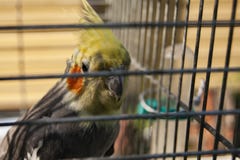 Parrot in a cage. Effect blur on the bars of the cell stock photos Parrot in a cage. Effect blur on the bars of the cell stock photos