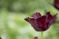 Parrot Tulip Stock Photography Parrot Tulip Stock Photography