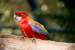 Parrot in the zoo royalty free stock photography Parrot in the zoo royalty free stock photography
