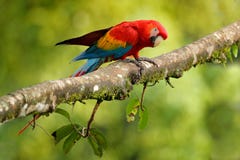 Parrot ара шарлаха, Ara Макао, в зеленом тропическом лесе, Коста-Рика, сцена живой природы от троповой природы Красная птица в ле стоковые фотографии rf Parrot ара шарлаха, Ara Макао, в зеленом тропическом лесе, Коста-Рика, сцена живой природы от троповой природы Красная птица в ле стоковые фотографии rf