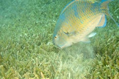 Parrotfish Stock Photos Parrotfish Stock Photos