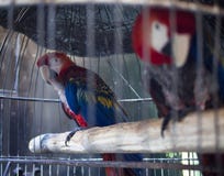 Parrots in a cage royalty free stock photos Parrots in a cage royalty free stock photos