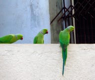 Parrots on a wall stock photos Parrots on a wall stock photos