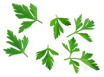 Parsley Royalty Free Stock Photography Parsley Royalty Free Stock Photography