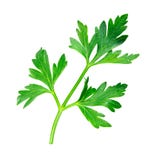 Parsley Leaf Stock Image Parsley Leaf Stock Image