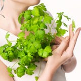 Parsley woman hand white background royalty free stock images Parsley woman hand white background royalty free stock images