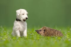 Parson Jack Russell Terrier and hedgehog
