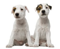 parsonvalprussell sittande terrier royaltyfria bilder parsonvalprussell sittande terrier royaltyfria bilder