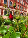 Rose stock photo Rose stock photo