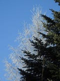 Birch tree and fir branches covered with white jelly and blue sky. stock photos Birch tree and fir branches covered with white jelly and blue sky. stock photos
