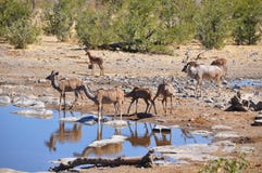 Partager un abreuvoir en Namibie Afrique Image stock Partager un abreuvoir en Namibie Afrique Image stock