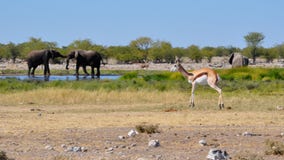 Partager un abreuvoir en Namibie Afrique Images stock Partager un abreuvoir en Namibie Afrique Images stock
