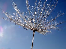 Parte de la semilla del diente de león con las gotitas de agua contra el cielo azul fotos de archivo Parte de la semilla del diente de león con las gotitas de agua contra el cielo azul fotos de archivo