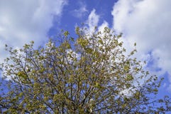 Parte superior de uma árvore contra umas KY azuis com nuvens foto de stock Parte superior de uma árvore contra umas KY azuis com nuvens foto de stock