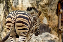 Parte traseira de um passeio da zebra imagens de stock Parte traseira de um passeio da zebra imagens de stock