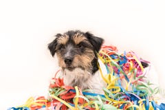 Parteihund Jack Russell bereit zum Karneval stockbilder Parteihund Jack Russell bereit zum Karneval stockbilder
