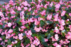 Parterre avec les bégonias roses de floraison merveilleux photos libres de droits Parterre avec les bégonias roses de floraison merveilleux photos libres de droits