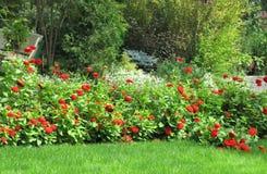 Parterre avec les dahlias rouges, fleurs blanches photographie stock Parterre avec les dahlias rouges, fleurs blanches photographie stock