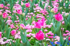 Parterre des tulipes magenta photo stock Parterre des tulipes magenta photo stock