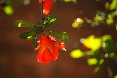 PARTISK GRANATÄPPLEBLOMMA royaltyfria foton PARTISK GRANATÄPPLEBLOMMA royaltyfria foton