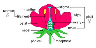 Parts Of A Flower Royalty Free Stock Photo Parts Of A Flower Royalty Free Stock Photo