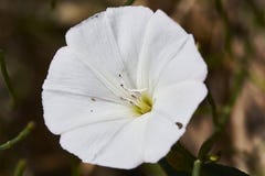 Parts of a white flower
