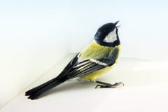 Parusmajoor Vogel op het venster stock afbeelding Parusmajoor Vogel op het venster stock afbeelding