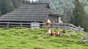 PASCOLO DELLE MUCCHE SULLA GRANDE MONTAGNA fotografia stock PASCOLO DELLE MUCCHE SULLA GRANDE MONTAGNA fotografia stock