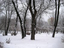 Paseo de la tarde del invierno con la opinión nevada del parque de árboles y de arbustos imagenes de archivo Paseo de la tarde del invierno con la opinión nevada del parque de árboles y de arbustos imagenes de archivo