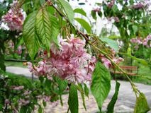 paseo en una tarde de la primavera a lo largo de los callejones del parque de la ciudad debajo de los cerezos florecientes imagenes de archivo paseo en una tarde de la primavera a lo largo de los callejones del parque de la ciudad debajo de los cerezos florecientes imagenes de archivo