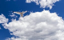 Pasjansu Latający Seagull zdjęcia royalty free Pasjansu Latający Seagull zdjęcia royalty free