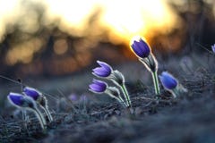 Pasqueflower lizenzfreies stockbild Pasqueflower lizenzfreies stockbild