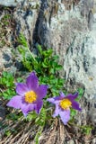 Pasqueflower o patens del Pulsatilla de la Sueño-hierba foto de archivo libre de regalías Pasqueflower o patens del Pulsatilla de la Sueño-hierba foto de archivo libre de regalías