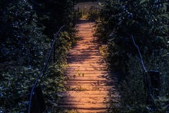 Passadiço de madeira do destaque na noite em uma atmosfera do conto de fadas Caminho na floresta assustador escura no luar imagem de stock Passadiço de madeira do destaque na noite em uma atmosfera do conto de fadas Caminho na floresta assustador escura no luar imagem de stock