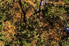 Passeggiata della foresta in autunno con il tramonto fotografia stock libera da diritti Passeggiata della foresta in autunno con il tramonto fotografia stock libera da diritti