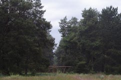 Passeggiata di mattina attraverso la foresta della molla è un cattivo giorno Fondo immagini stock Passeggiata di mattina attraverso la foresta della molla è un cattivo giorno Fondo immagini stock