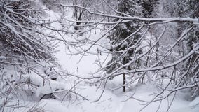 Passeggiata tramite il percorso nevoso nella foresta di inverno archivi video Passeggiata tramite il percorso nevoso nella foresta di inverno archivi video