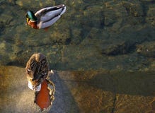 Passen Sie von den Stockenten, Enten zusammen, entspannen Sie sich im See lizenzfreies stockfoto Passen Sie von den Stockenten, Enten zusammen, entspannen Sie sich im See lizenzfreies stockfoto