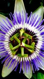 Passiebloem, close-up van een mooie passiebloem royalty-vrije stock afbeelding Passiebloem, close-up van een mooie passiebloem royalty-vrije stock afbeelding