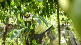 Passiflora edulis, Da Lat miasta, zwiania Dong prowincja, Wietnam zbiory Passiflora edulis, Da Lat miasta, zwiania Dong prowincja, Wietnam zbiory