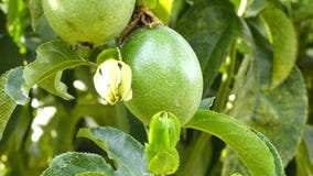 Passiflora edulis, Da Lat miasta, zwiania Dong prowincja, Wietnam zdjęcie wideo Passiflora edulis, Da Lat miasta, zwiania Dong prowincja, Wietnam zdjęcie wideo