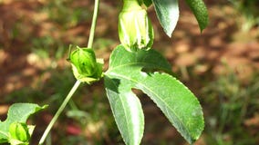 Passiflora edulis, Da Lat miasta, zwiania Dong prowincja, Wietnam zbiory Passiflora edulis, Da Lat miasta, zwiania Dong prowincja, Wietnam zbiory