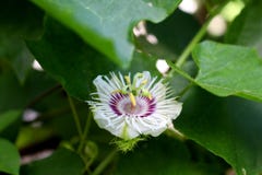 Passiflora flowers bloom. royalty free stock photo Passiflora flowers bloom. royalty free stock photo