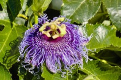 Passiflora incarnata, purpurowy pasyjny kwiat fotografia stock Passiflora incarnata, purpurowy pasyjny kwiat fotografia stock