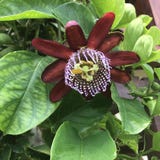 Passiflore edulis, Passionfruit, passiflore comestible de passiflore photos stock Passiflore edulis, Passionfruit, passiflore comestible de passiflore photos stock