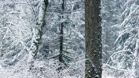 Passing Beautiful Winter Forest With Snow Falling
