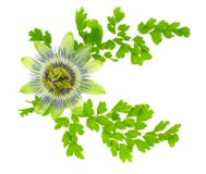 Passion flower and crossed young green fern branches is isolated stock photo Passion flower and crossed young green fern branches is isolated stock photo