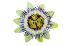 Passion Flower Passiflora isolated clipping path included royalty free stock photos Passion Flower Passiflora isolated clipping path included royalty free stock photos