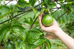 Passion fruit on tree royalty free stock images Passion fruit on tree royalty free stock images