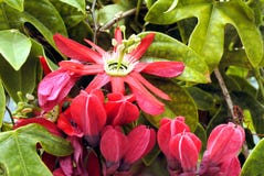 Passionflower zdjęcia royalty free Passionflower zdjęcia royalty free